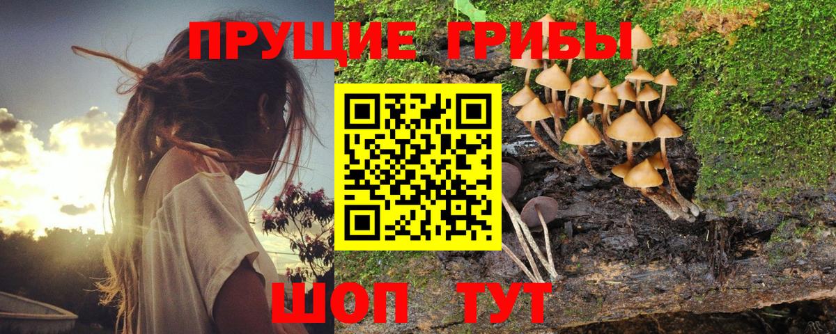 Псилоцибиновые грибы Psilocybe  Вход с VPN  Галлюциногенные грибы Magic Shrooms  Отрадный 